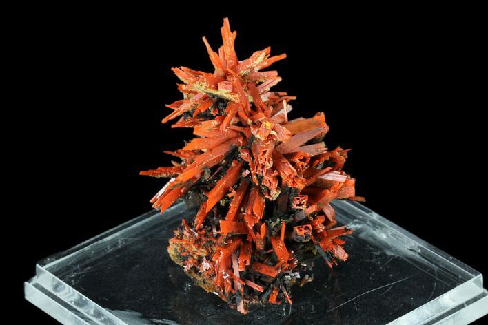 Bright Orange Crocoite Crystal Cluster - Tasmania #148527